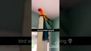 The bird got down n&rsquo; groovy with the beat ￼