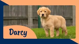 Meet Guide Dog Puppy Trainee Darcy - Sponsor Her Journey to Become a Life Changing Guide Dog