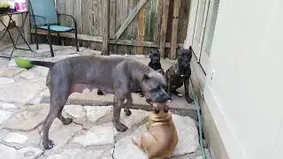 How mother dogs handle disrespectful puppies: Part 2
