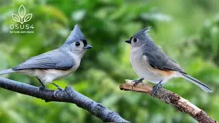 Beautiful Birds Calming Sound -  Secrets to Relaxation for Deep Sleep, Stress Relief, Calm Healing