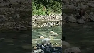 Mama Bear Almost Loses Her 3 Cubs Crossing River #nature #bear #river