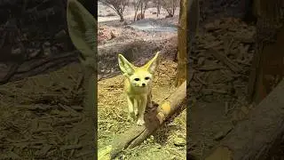 Meet the fennec fox&mdash;the smallest fox species in the world, but with the biggest ears! 🦊