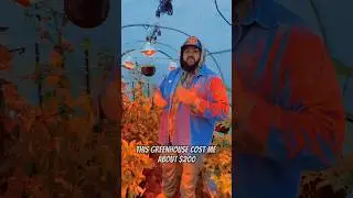 Защитите свои растения от заморозков!