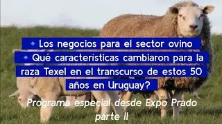 📌 Los negocios para el rubro ovino y el desarrollo de la raza Texel en Uruguay - Expo Prado PARTE II