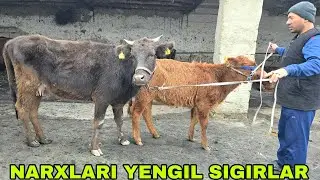 Mahmud akani fermalaridan yangi partiya bo'g'oz mari va ona bola sigirlar 19 января 2026 г.