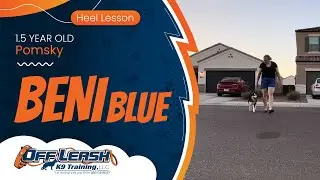 Beni Blu~ 1.5yo Pomsky ~ Best Pomsky Trainers ~ Off Leash K9 Training Phoenix