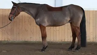 *EASY EQUITATION*OLI, 2017, gelding by Cento Lano @ANSporthorses 