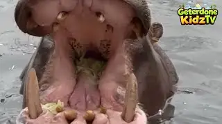 Harry the Hippo&rsquo;s Amazing Adventure!