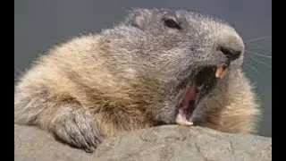 Land Beaver