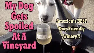 Dog-Friendly Vineyard 🍷 Willamette Valley Oregon