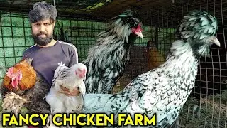 Fancy Chicken Farm In  Chennai | Fancy Chicks For Sale | தமிழில் | Fancy Birds Chennnai