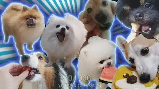 냠냠냠냠냠냠냠 강아지 리믹스 Nom Nom Nom Nom Nom Nom Nom (Gabe the Dog Cover)