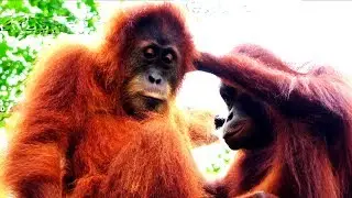 Intimate orangutans
