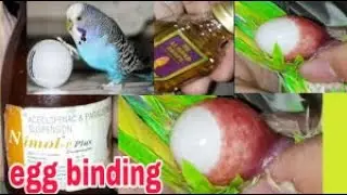 egg binding solution ! madi ka anda phans jae to kaise nikale
