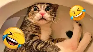 Funny Cat Videos 2025 😹 Best Cat Compilation Ever 🤗 #funny_videos #animals #funny_animals