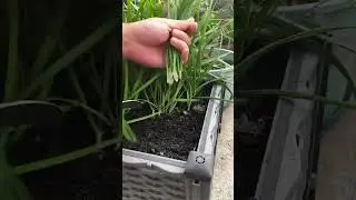 Leeks can be grown Grow vegetables at home Leeks planting Potted leeks Leek roots