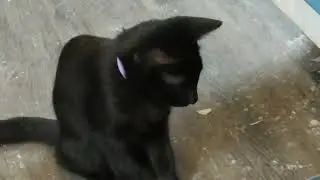 Cat Drinking Water System