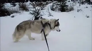 2021-02 Older Dog Back Leg Weakness: Sky in the Snow