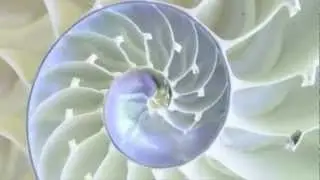 God Math: The Golden Spiral & Fibonacci Sequence.