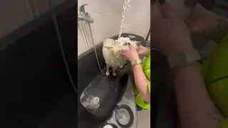 Washing and massage Pomsky dog #shorts