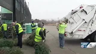 Scouts collect Christmas Trees for annual recycling event