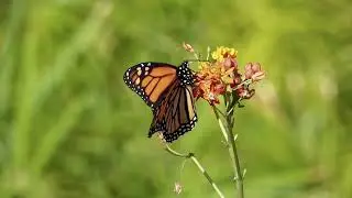 Sonoma Monarch & Pollinator Habitat Project 2024-27