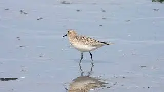 B&eacute;casseau de Baird - Calidris bairdii - Baird's Sandpiper