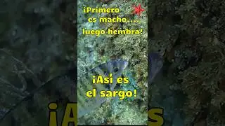 El sargo: el pez que primero es macho, despu&eacute;s hembra. #shortsvideo #bioimatge #youtubeshorts