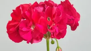 Огляд сортової пеларгонії Brocade Cherry Night