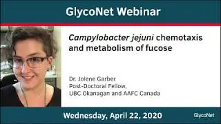 GlycoNet Webinar ft. Jolene Garber: Campylobacter jejuni chemotaxis and metabolism of fucose