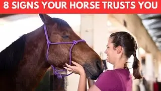 8 Signs You Have Gained Your Horse's Trust and Loyalty
