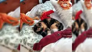 Purrfessional Cats Kneading [Animal Compilation] No.1