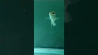 Old memories part 3 #phonk #new #fish #animalsong #aquarium #fishtank #fishsong #fishtank