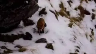 Mountainguide Sibiu The Fox Animal Cunning but Sweet