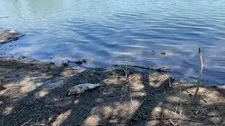 Catch the huge Catfish ( more than 25 lbs) in #Smith Reservoir# with shrimp bait. #Colorado#!