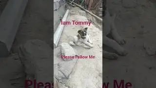 কুকুর ছানা টমি🐕🐱Cute poppy#কুকুর #কুকুরছানা #কুকুরের #dog #poppy #petsandanimals #shorts #viral