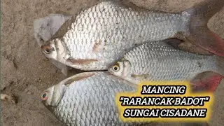 MANCING RARANCAK BABON CISADANE SAAT AIR KERUH‼️
