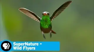 SUPERNATURE - WILD FLYERS | Preview | PBS