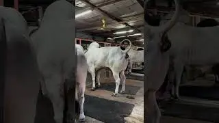 just cow farm things!  big cow