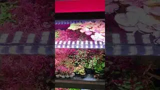 Аквариумное освнщение с разным спектром #aquascape