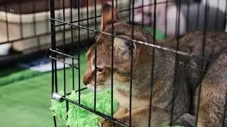 Purebred abyssian cat waiting in a cage