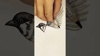 Drawing a Bird Just Got EASY!  #art #animaldrawing #bird