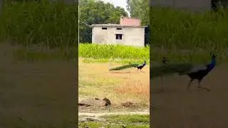 Peacock 🦚 #DesiTravels#ExploreWithDod#DesiWanderer#IncredibleIndia#DesiExplorer#VillageToCity