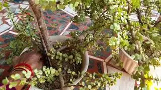 Jade plant ki chhoti cutting se fast bonsai tree 🌳 look kaise de #maacreativekitchengarden