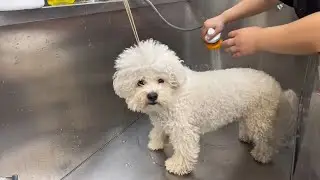 Bichon Frise Bath Time | Calm Grooming with Soft Music