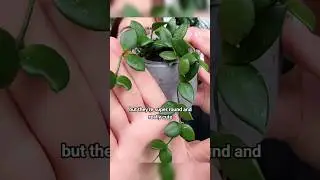 Tiny Leaf Hoya 🌱 part 1 #jaclynnsjungle #Hoya #rareplants