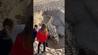 Big Fucking Alligator
