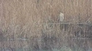 Eurasian Bittern (Botaurus stellaris), Bowling Green Marsh, Devon.