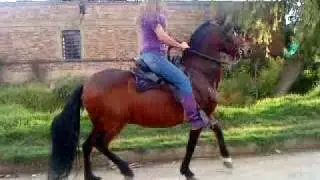 caballo troton galopero