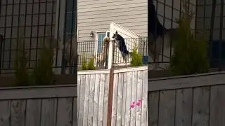 Dogs Share Kisses From Opposite Balconies